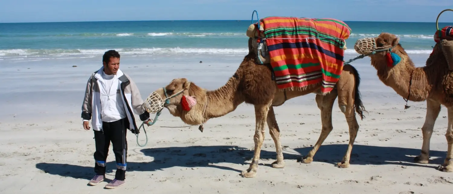Tunesien: Kameltreiber auf Djerba